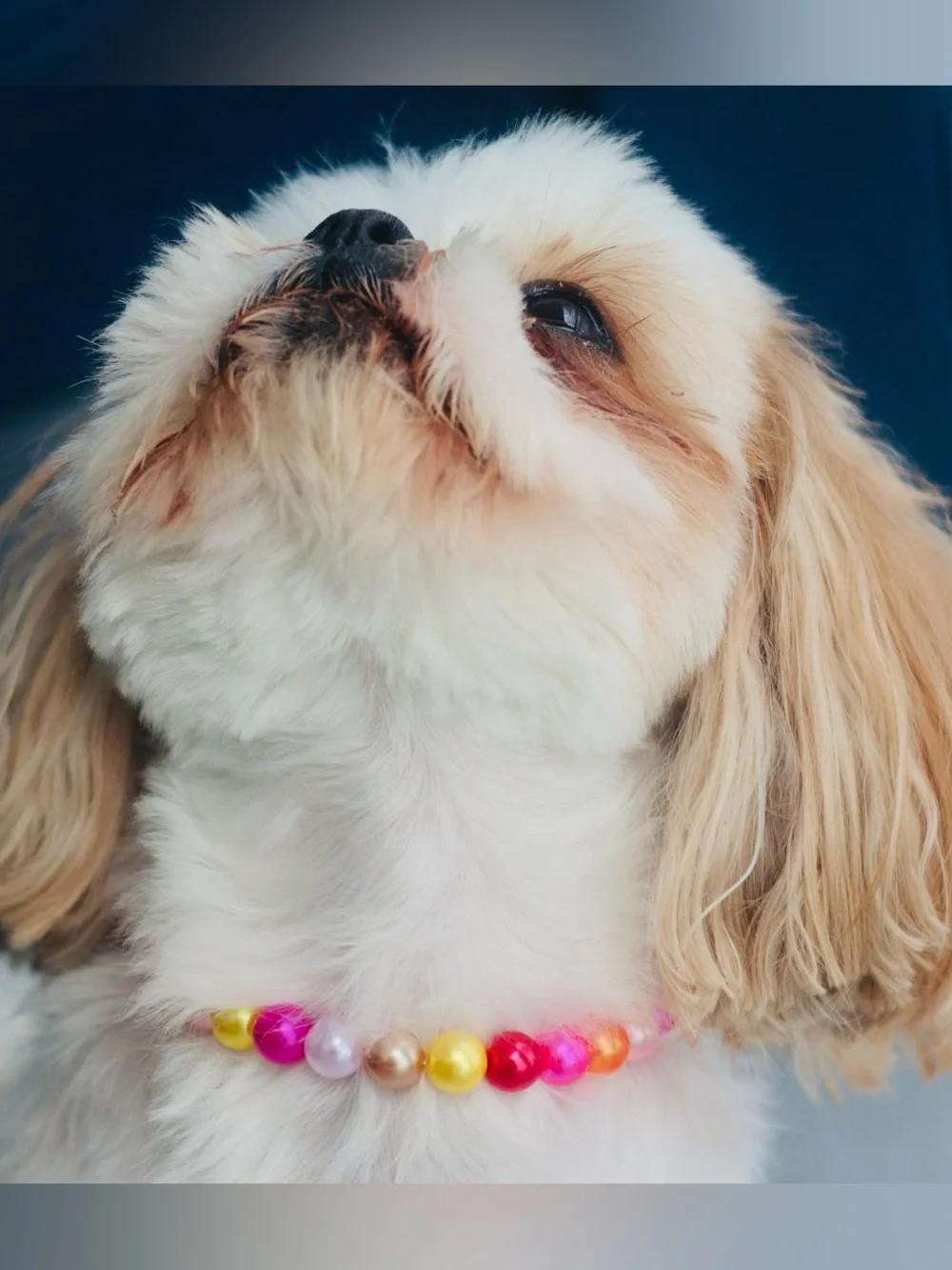 Adorable Pearl Small Dog Collar🐶